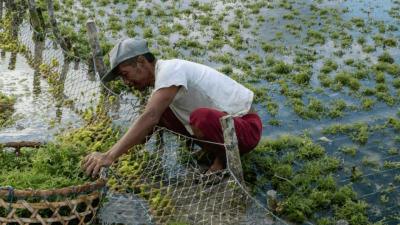 A seaweed farmer in Nusa Penida Bali